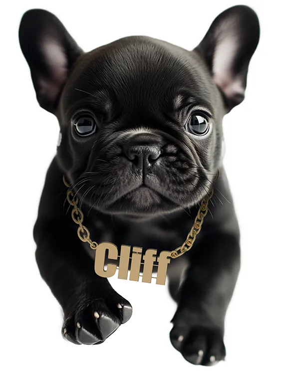 MIF passe à la télé avec Comnext